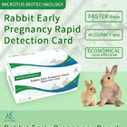 Schnellerkennkarte für die Frühschwangerschaft von Kaninchen fournisseur