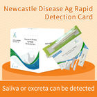 Antikörper-Schnelltestkarte gegen Newcastle-Krankheit von Hühnern fournisseur