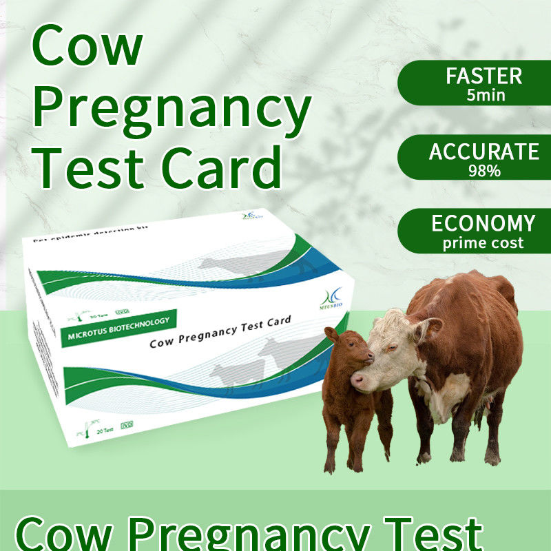 Schnelltestkarte für die frühe Schwangerschaft von Kühen fournisseur