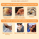 Karte für den schnellen Antigen-Test für den Subtyp Vogelgrippe (H7) fournisseur